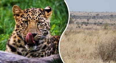 Леопарда знайдуть лише ті, хто має "очі мисливця": загадка, яка під силу тільки геніям