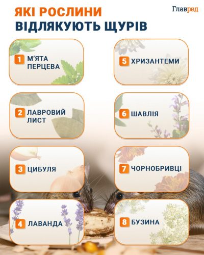 Какие растения отпугивают крыс инфографика Какие растения отпугивают крыс инфографика