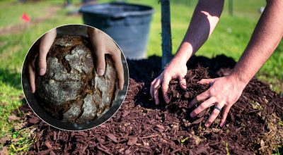дерево, хліб дерево, хліб