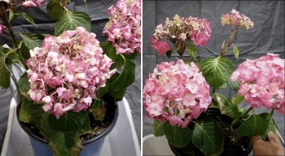 Навіщо ставити гортензію в холодильник: розкрито секрет досвідчених флористів