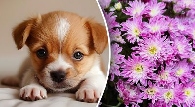 Китайський гороскоп на сьогодні 17 жовтня: Мавпам - занепокоєння, Коням - невдачі