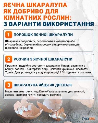 Яичная скорлупа как удобрение для комнатных растений инфографика Яичная скорлупа как удобрение для комнатных растений инфографика