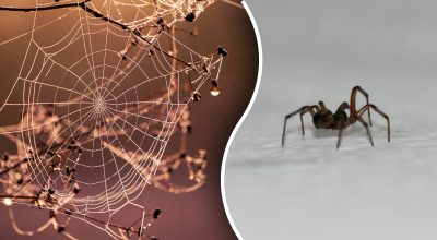 Путина, паук