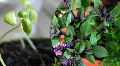 Базилік ростиме цілий рік: як отримати цілу плантацію всього за 10 гривень