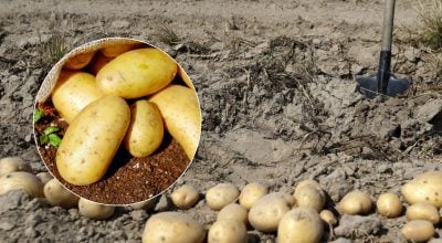 Рекордний урожай приголомшить результатом: найкращі сорти картоплі на посадку