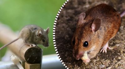 Миші забудуть дорогу до будинку: 100%-вий засіб знайдеться на будь-якій кухні