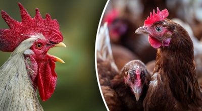 Навіщо в курнику півень Навіщо в курнику півень