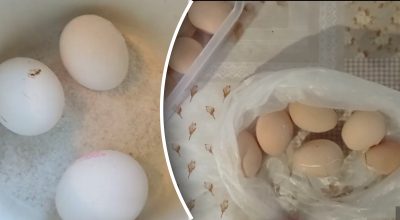 Будут свежие месяцами: 2 самых лучших способа, как хранить яйца долго