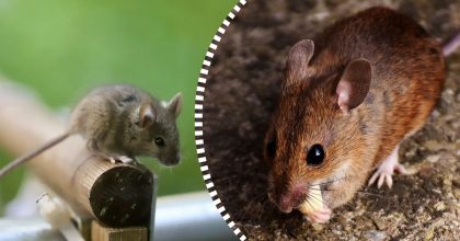 Миші втечуть назавжди: простий засіб із кухні розв'яже проблему за ніч