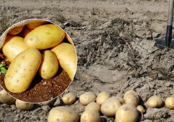 Рекордний урожай приголомшить результатом: найкращі сорти картоплі на посадку