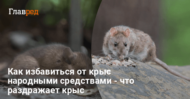 Как избавиться от крыс народными средствами - что раздражает крыс - Главред