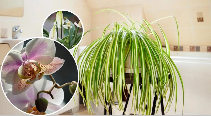 Конденсату та плісняви не буде: 5 рослин, які врятують ваш дім