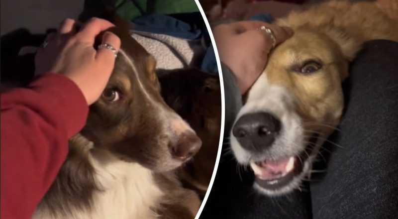 Собакам может не нравиться когда их гладят: кинолог назвала 6 неожиданных признаков