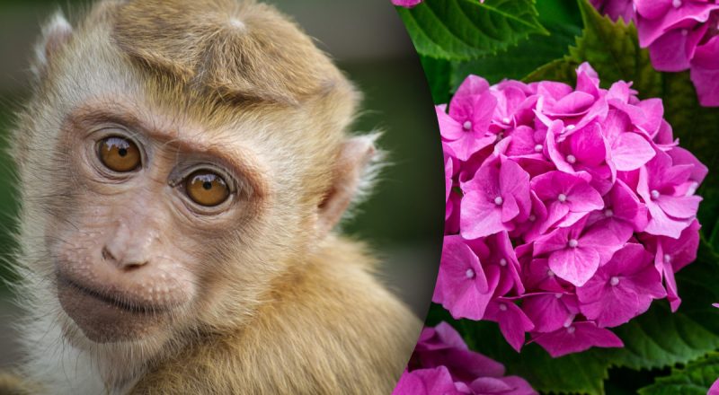 Китайский гороскоп на сегодня 3 октября: Змеям - ужасная ситуация, Обезьянам - беспокойство