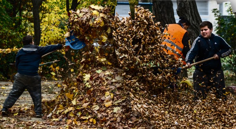 Неожиданная причина: почему нельзя сгребать опавшие листья в октябре - объяснение