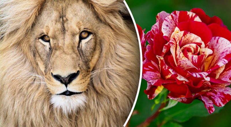 Китайський гороскоп на завтра 5 жовтня: Бикам - параноя, Козлам - тривога