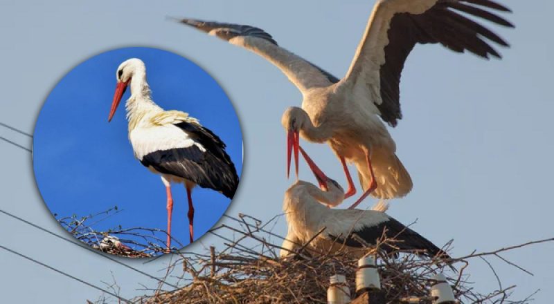 Дивна поведінка лелек в Україні: орнітолог пояснив, чому вони збиваються у зграї