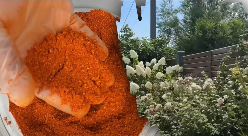 Неожиданная польза: для чего садоводы в октябре посыпают сад перцем чили