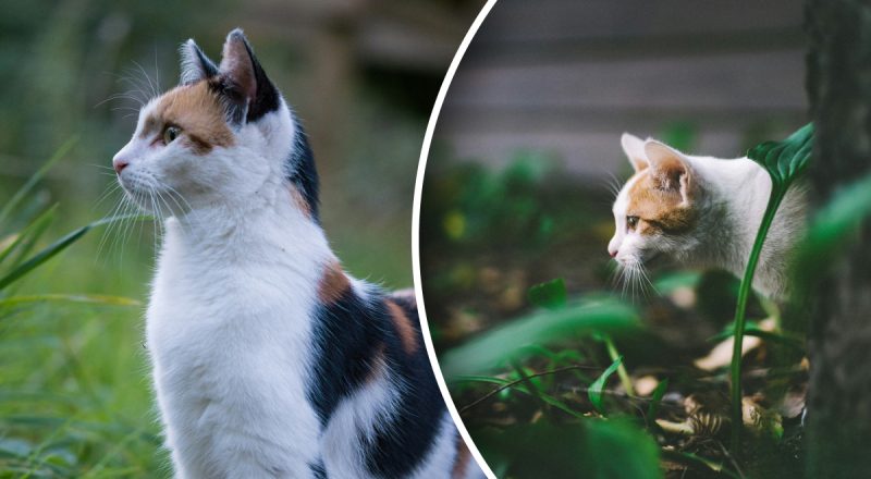 Як відучити котів гадити у клумбах: фахівці розкрили дієвий метод