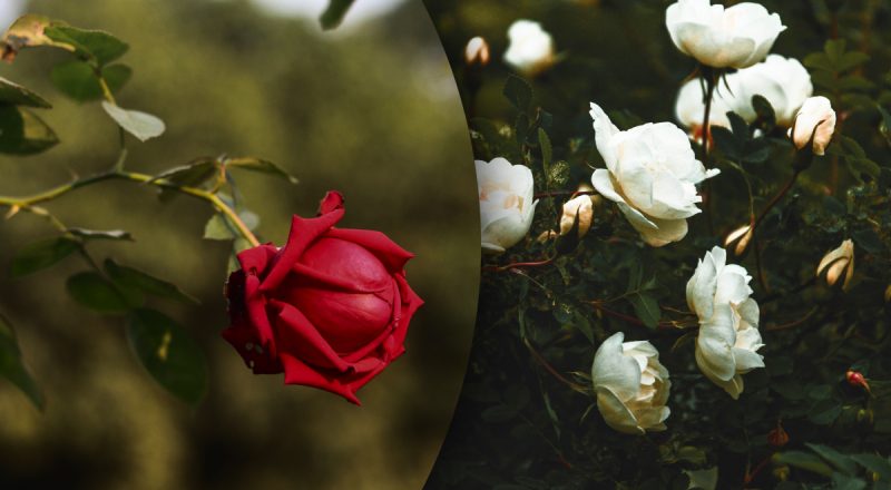 Чорні плями на листках: що треба додати до троянд восени, щоб вони не захворіли