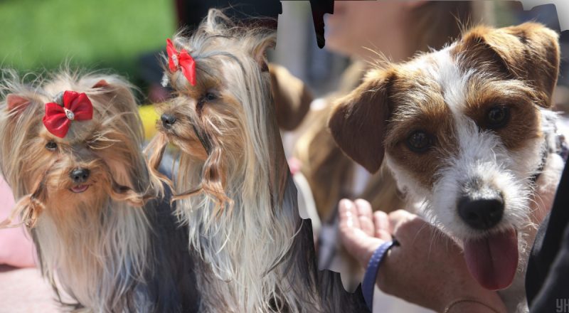 Большая ошибка: названы пять пород собак, которым нельзя жить в квартире