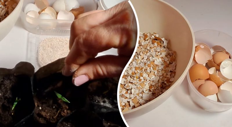 Как сделать удобрения из яичной скорлупы для комнатных цветов: 3 самых лучших варианта
