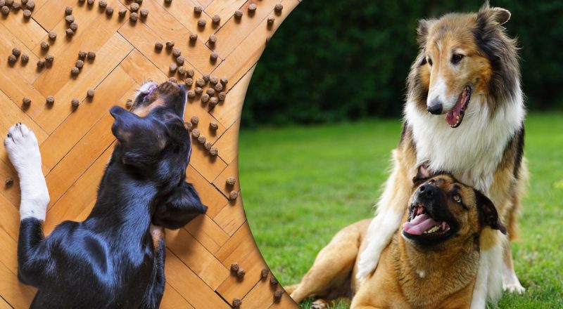 Можуть отруїти: ветеринар назвав 5 продуктів, які не можна давати собакам