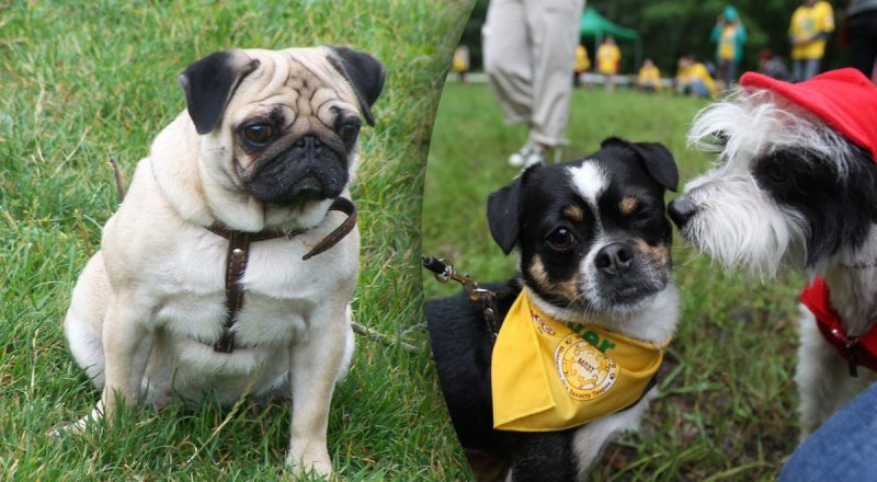 "Легче всего тренировать": кинолог назвал 7 самых умных пород собак