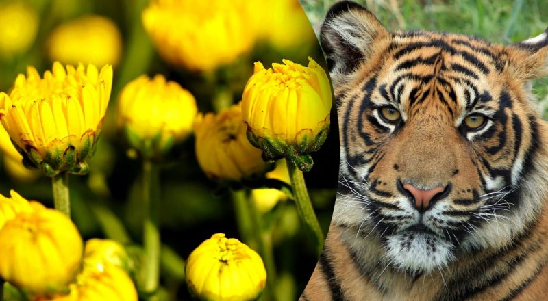 Китайский гороскоп на сегодня 26 октября: Тиграм - оскорбления, Обезьянам - разрыв