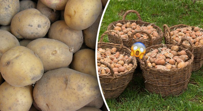 Проросте завчасно: що не можна зберігати поруч із картоплею