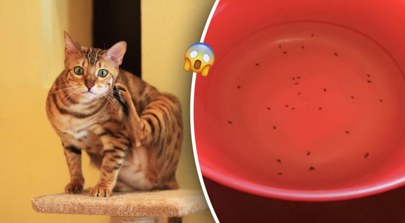 З меблів, килимів і постелі: як позбутися бліх народними засобами