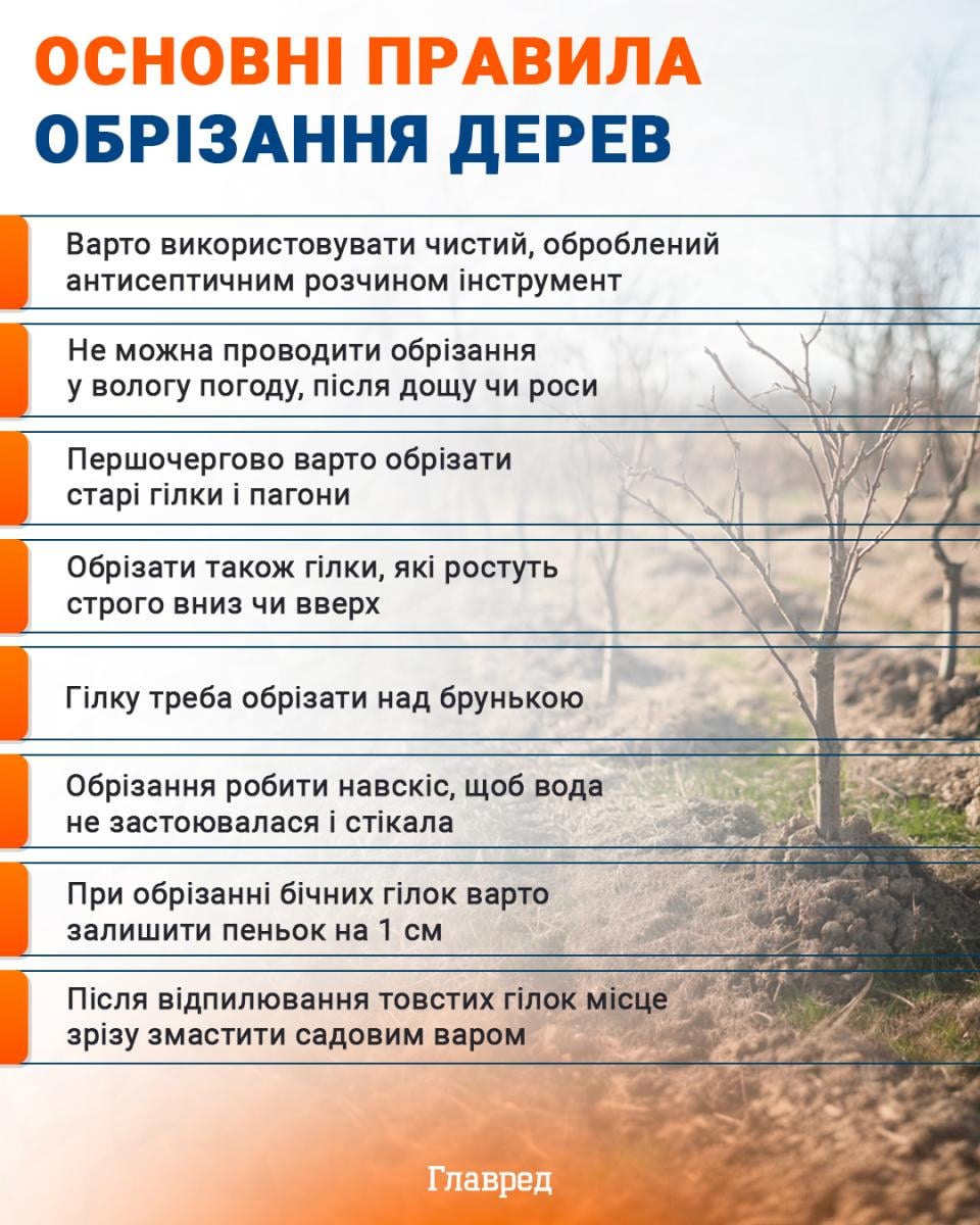 Основные правила обрезки деревьев инфографика