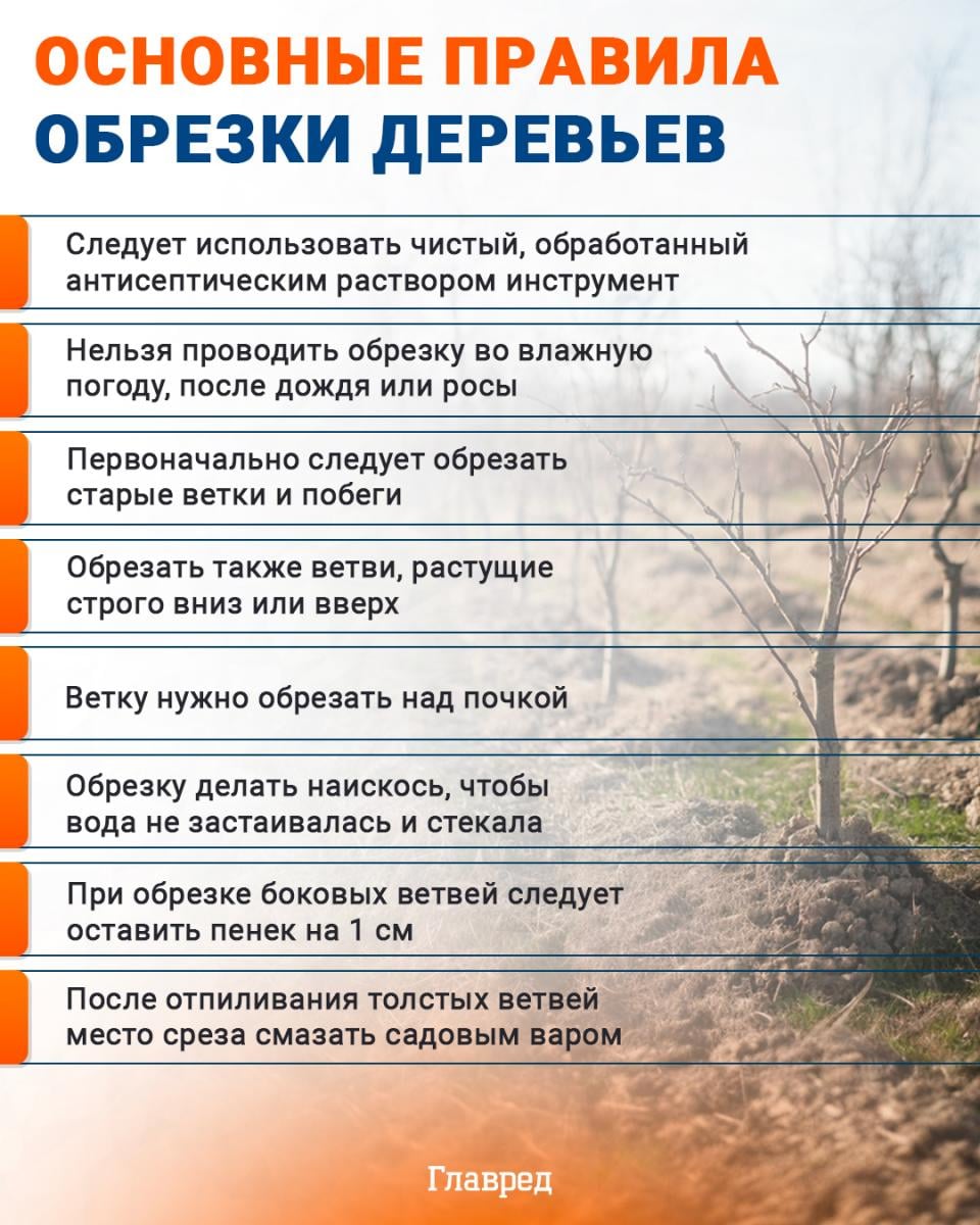 Основные правила обрезки деревьев инфографика