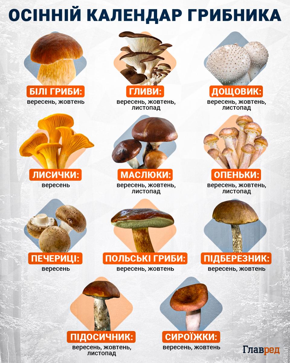 Вигляд може бути оманливим: в Україні знайшли отруйний 'білий' гриб Вигляд може бути оманливим: в Україні знайшли отруйний 'білий' гриб