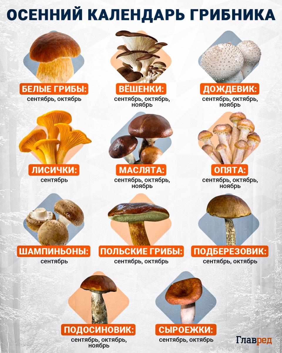 Вид откровенно удивляет: в Украине растет съедобный гриб, который похож на ухо Вид откровенно удивляет: в Украине растет съедобный гриб, который похож на ухо