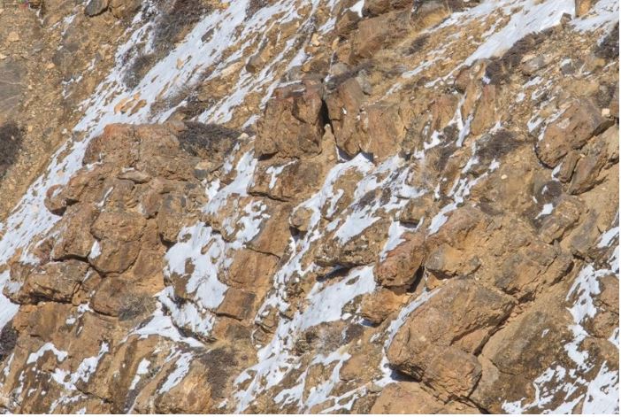 Тест на уважність - знайти гепарда