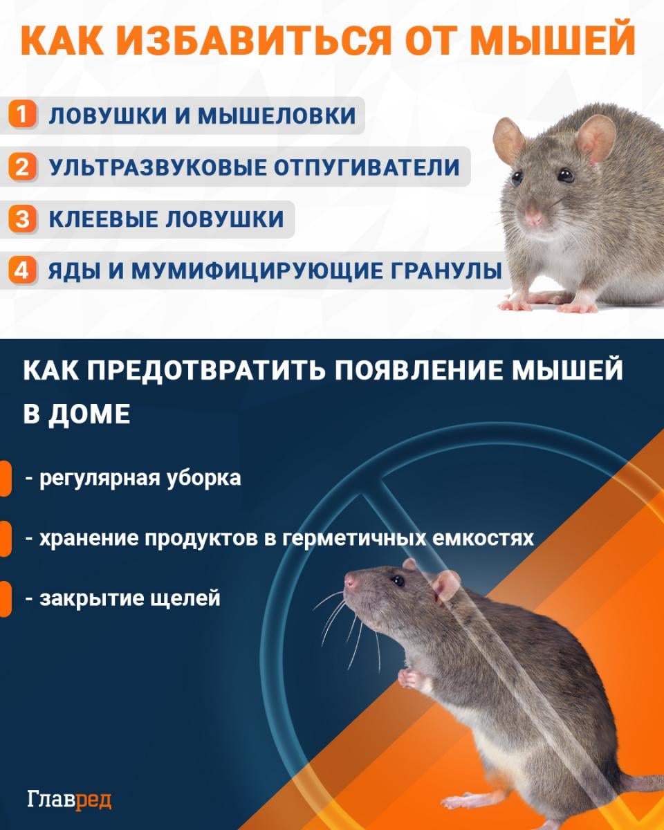 Как избавиться от мышей инфографика Как избавиться от мышей инфографика