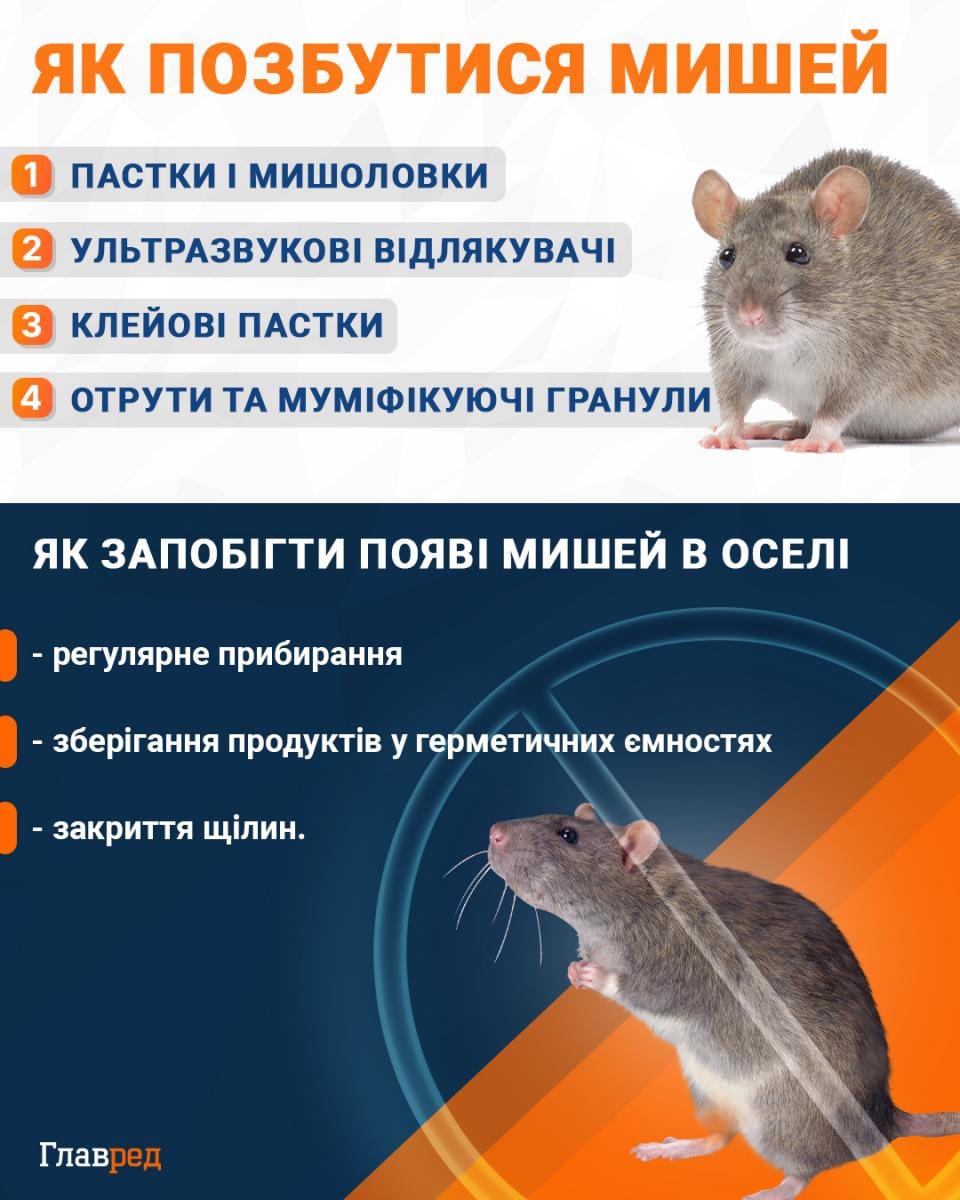 Как избавиться от мышей инфографика