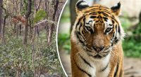 Де заховався тигр: хижака за 10 секунд знайдуть лише люди з орлиним зором