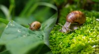 Діє безвідмовно: названо найкращий домашній засіб від слимаків в саду