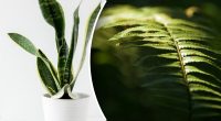 Талісмани удачі та гармонії: які кімнатні рослини принесуть удачу у 2025 році