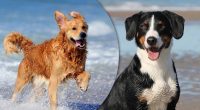 Почему собаки отряхиваются от воды после купания: научное объяснение феномена