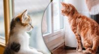 Чому кіт нявкає біля зачинених дверей: вчені дали цікаву відповідь