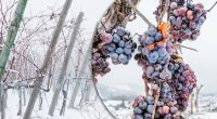 Морози не страшні: як правильно підготувати виноград до зими - ефективні поради
