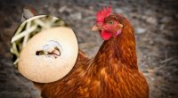 Що було раніше – курка чи яйце: вчені вразили несподіваною відповіддю