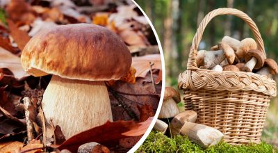 Де найбільше грибів в Україні: несподівана відповідь вразить просто наповал Де найбільше грибів в Україні: несподівана відповідь вразить просто наповал