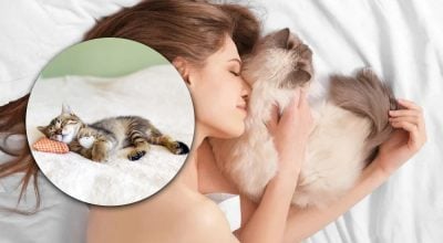 Кот спит на подушке Кот спит на подушке