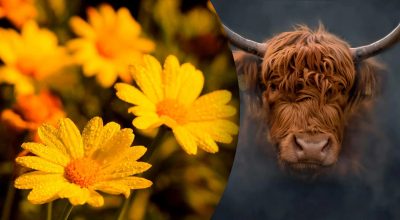 Китайський гороскоп на сьогодні 13 листопада: Бикам - образа і страх, Коням - випробування