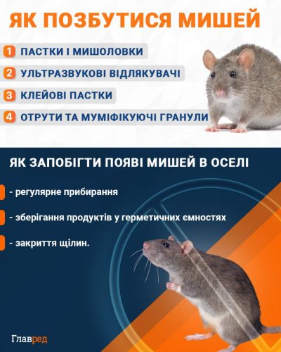 Как избавиться от мышей инфографика Как избавиться от мышей инфографика