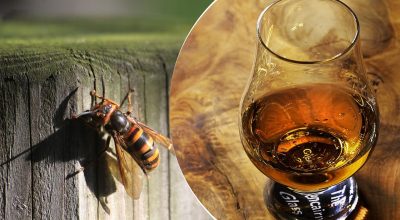 шершень, алгололь шершень, алгололь